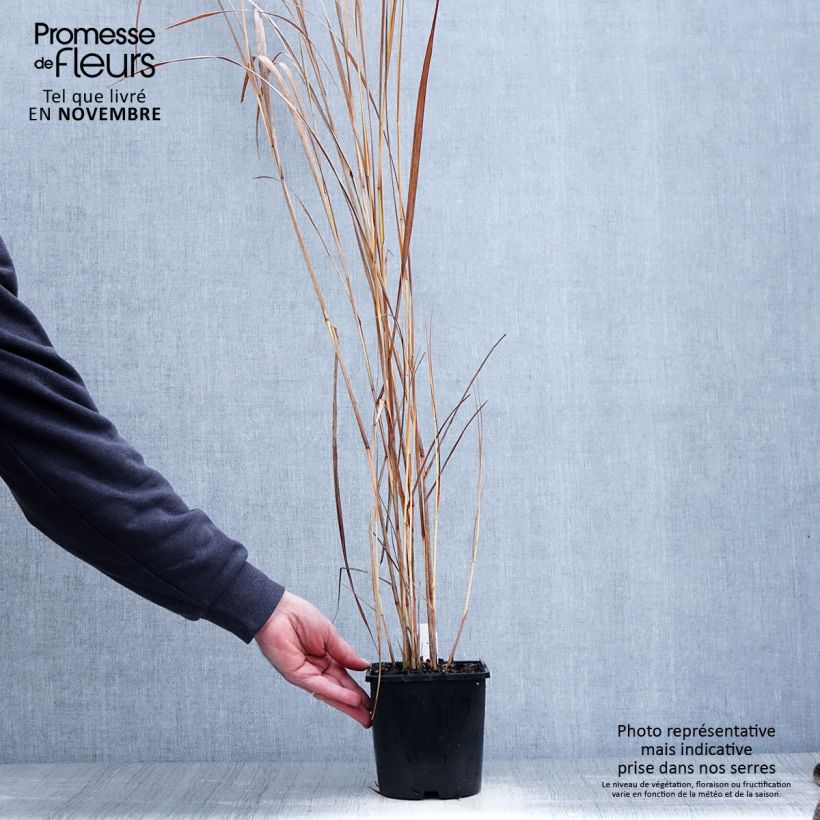 Exemplaar van Panicum virgatum Northwind - Vingergras Pot van 2 l/3 l zoals geleverd in de herfst