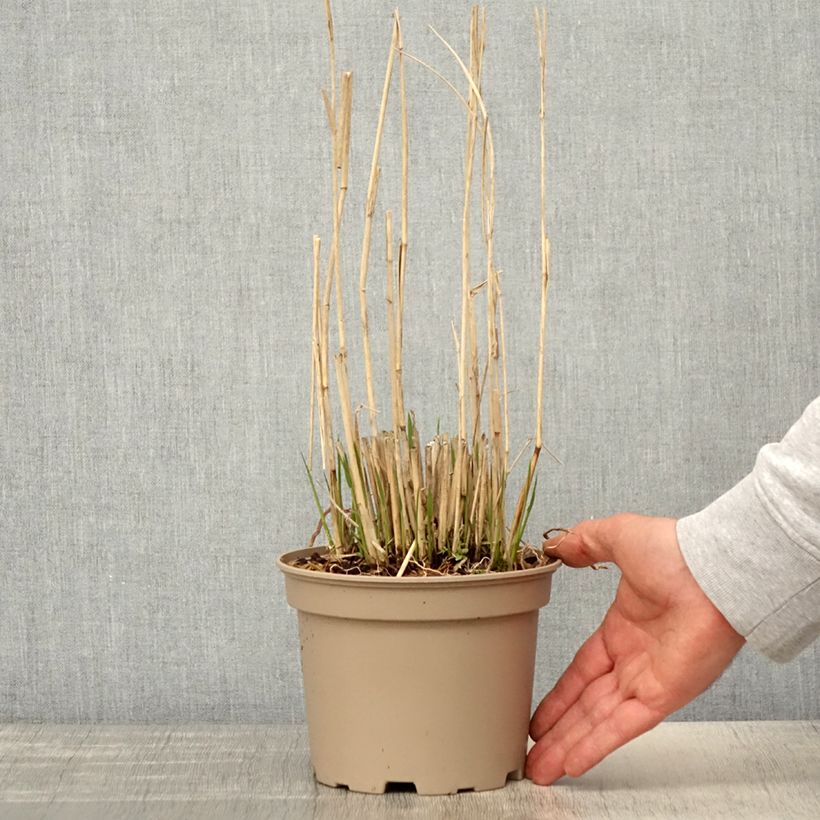 Exemplaar van Panicum virgatum Northwind - Vingergras Pot van 2 l/3 l zoals geleverd in de lente