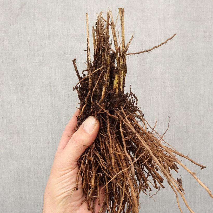 Exemplaar van Panicum virgatum Northwind - Vingergras Naakte wortel zoals geleverd in de winter