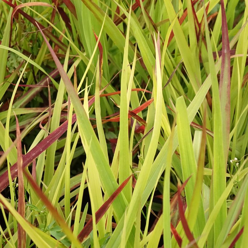 Panicum virgatum Oxblood Autumn - Vingergras (Blad)