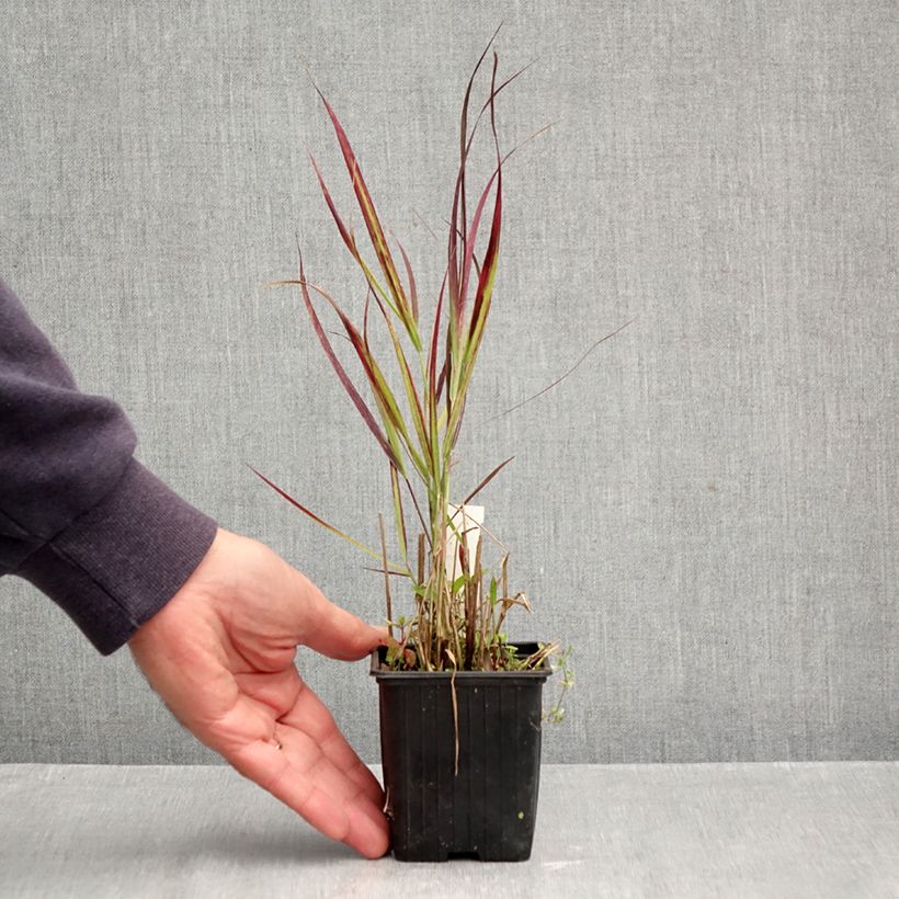 Exemplaar van Panicum virgatum Oxblood Autumn - Vingergras Kweekpotje van 8/9 cm zoals geleverd in de herfst
