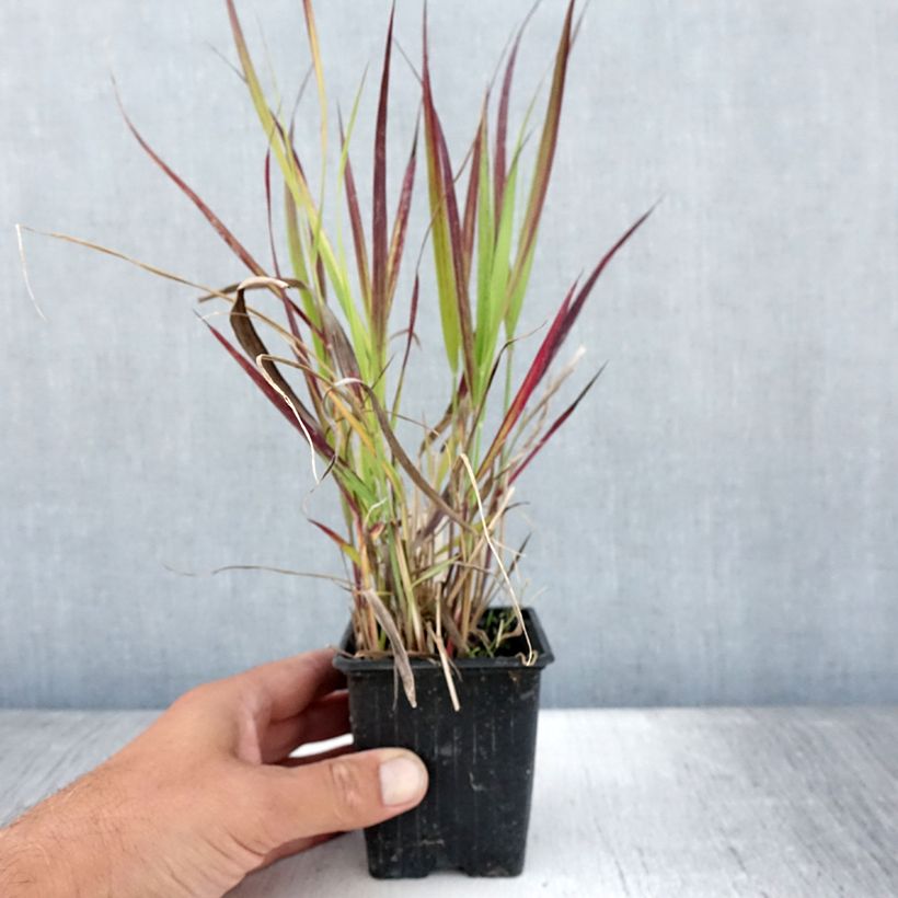Exemplaar van Panicum virgatum Oxblood Autumn - Vingergras Kweekpotje van 8/9 cm zoals geleverd in de zomer