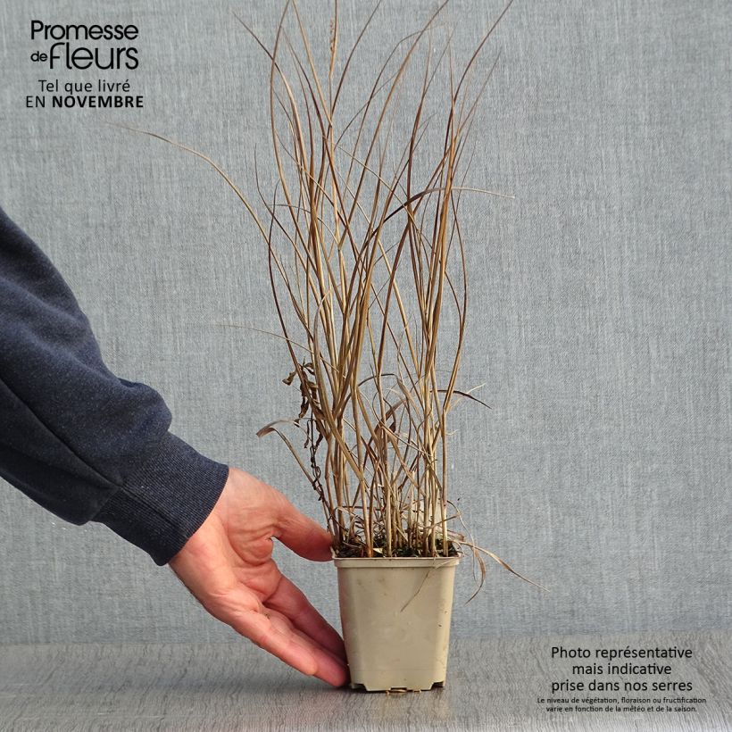 Exemplaar van Panicum virgatum Prairie Sky - Vingergras Kweekpotje van 8/9 cm zoals geleverd in de herfst