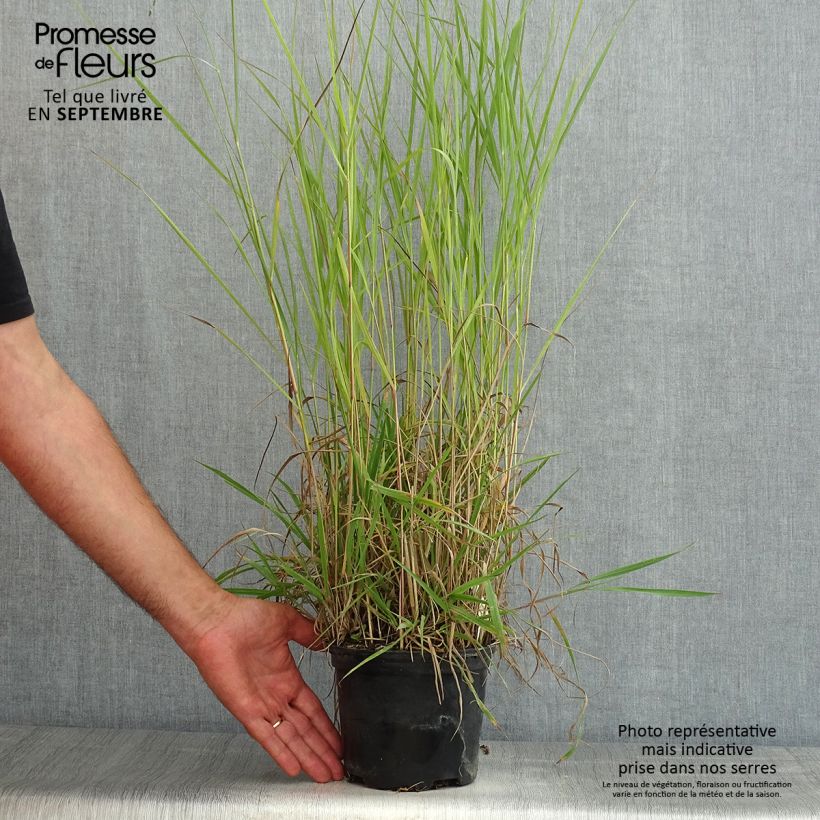 Exemplaar van Panicum virgatum Prairie Sky - Vingergras Pot van 2 l/3 l zoals geleverd in de zomer