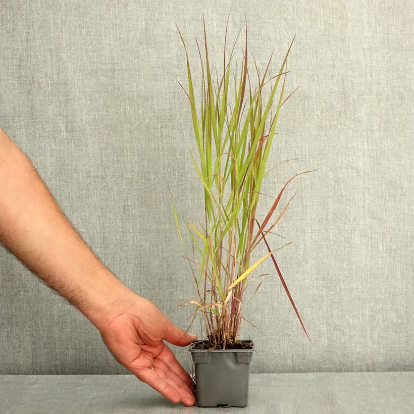 Exemplaar van Panicum virgatum Purple Tears - Vingergras Kweekpotje van 8/9 cm zoals geleverd in de zomer