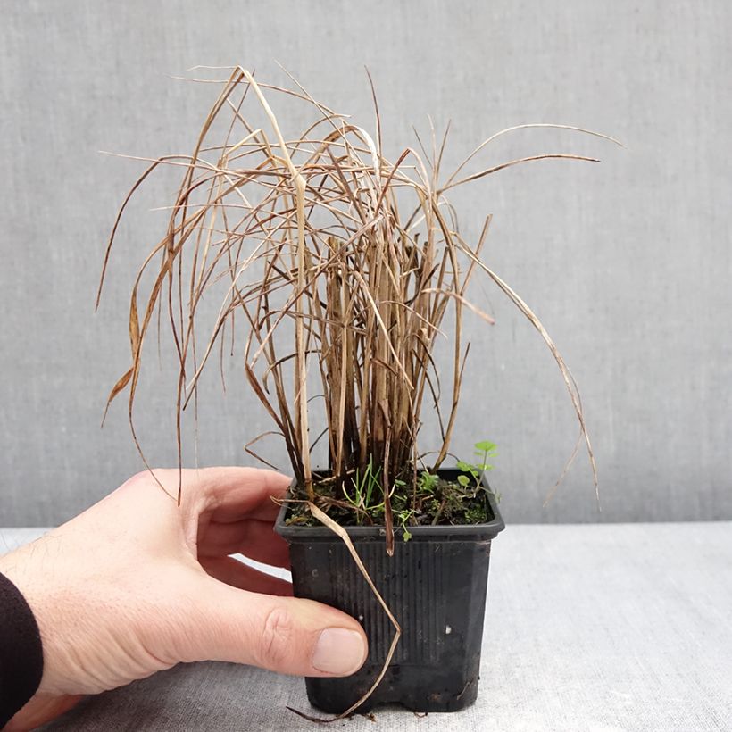 Exemplaar van Panicum virgatum Purple Tears - Vingergras Kweekpotje van 8/9 cm zoals geleverd in de winter