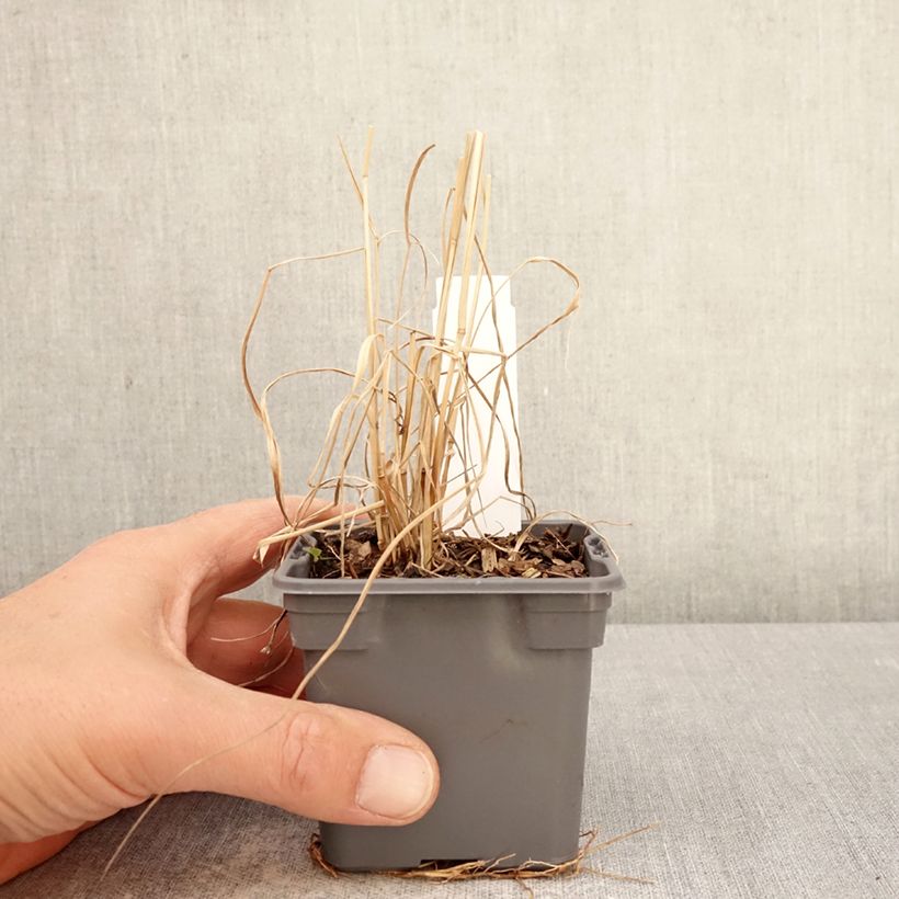 Exemplaar van Panicum virgatum Purple Tears - Vingergras Kweekpotje van 8/9 cm zoals geleverd in de lente