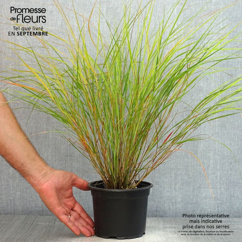 Exemplaar van Panicum virgatum Rehbraun - Vingergras Pot van 2 l/3 l zoals geleverd in de zomer