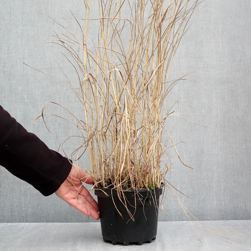 Exemplaar van Panicum virgatum Rehbraun - Vingergras Pot van 2 l/3 l zoals geleverd in de herfst
