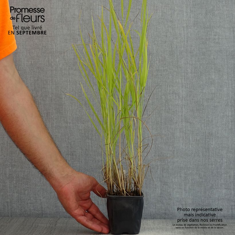 Exemplaar van Panicum virgatum Rotstrahlbusch - Vingergras Kweekpotje van 8/9 cm zoals geleverd in de zomer