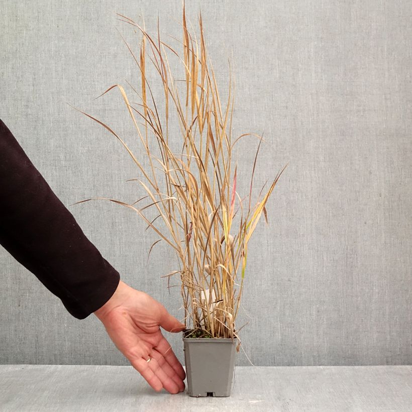 Exemplaar van Panicum virgatum Rotstrahlbusch - Vingergras Kweekpotje van 8/9 cm zoals geleverd in de herfst