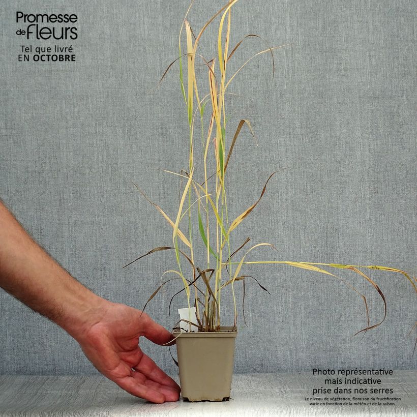 Exemplaar van Panicum virgatum Sangria - Vingergras Kweekpotje van 8/9 cm zoals geleverd in de herfst