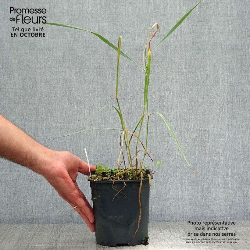 Exemplaar van Panicum virgatum Sangria - Vingergras Pot van 2 l/3 l zoals geleverd in de herfst