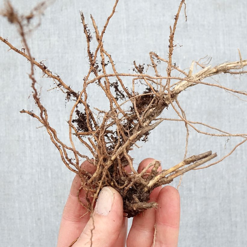 Exemplaar van Panicum virgatum Sangria - Vingergras Naakte wortel zoals geleverd in de winter