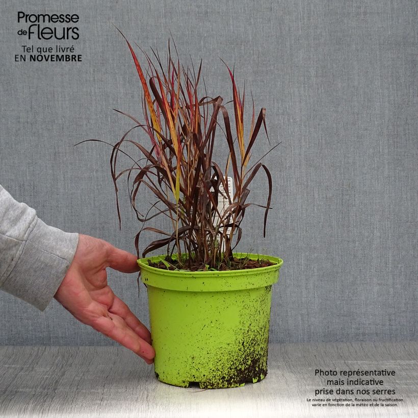Exemplaar van Panicum virgatum Shenandoah - Vingergras Pot van 2 l/3 l zoals geleverd in de herfst