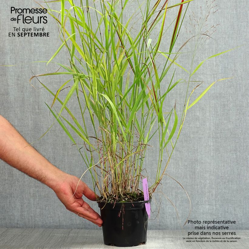 Exemplaar van Panicum virgatum Squaw - Vingergras Pot van 2 l/3 l zoals geleverd in de zomer