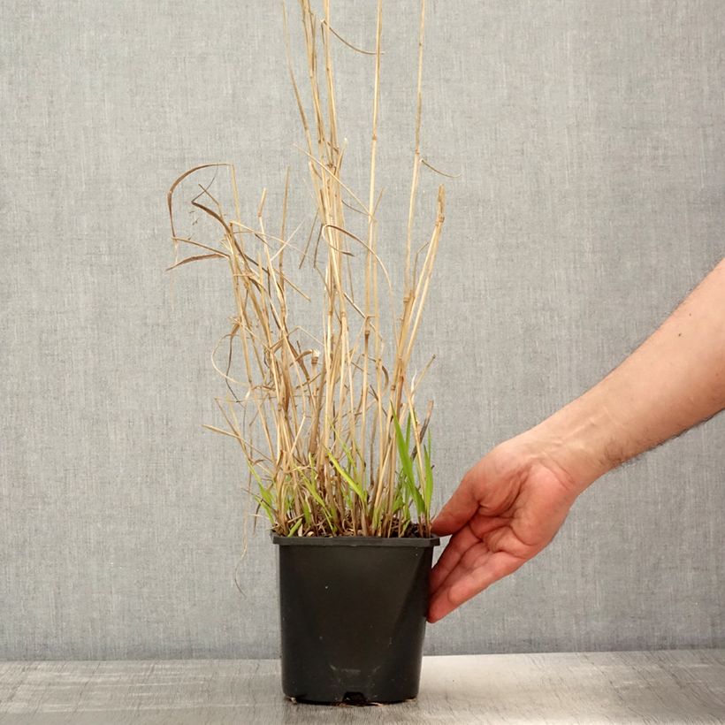 Exemplaar van Panicum virgatum Squaw - Vingergras Pot van 2 l/3 l zoals geleverd in de lente