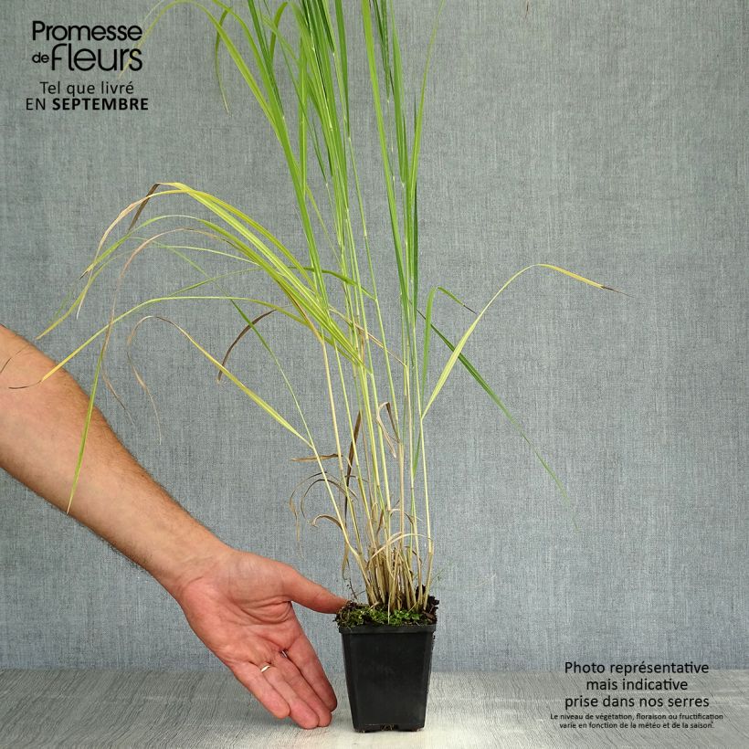 Exemplaar van Panicum virgatum Thundercloud - Vingergras Kweekpotje van 8/9 cm zoals geleverd in de herfst