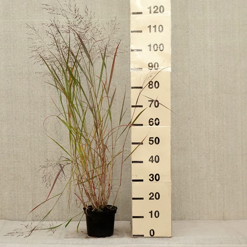 Exemplaar van Panicum virgatum Warrior - Vingergras Pot van 2 l/3 l zoals geleverd in de herfst