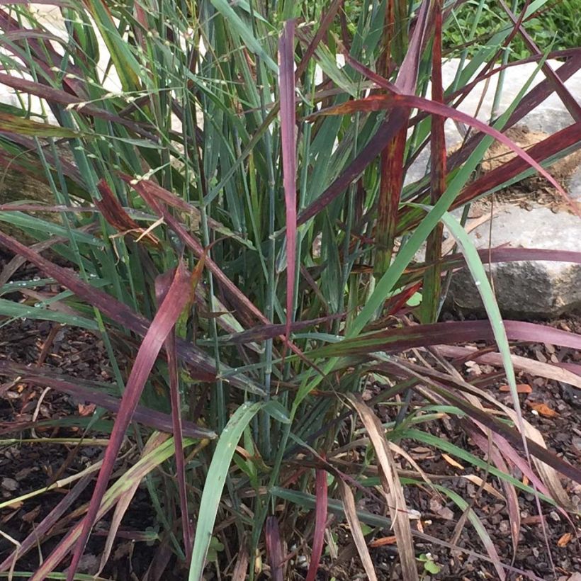 Panicum virgatum Hot Rod - Vingergras (Blad)