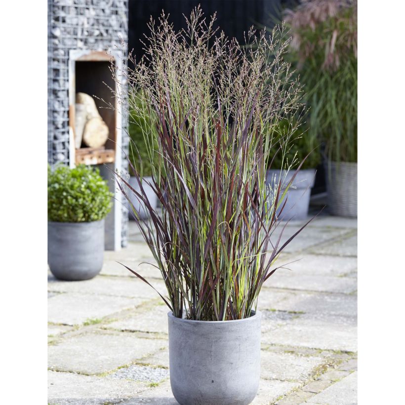 Panicum virgatum Purple Breeze - Vingergras (Groeiplaats)