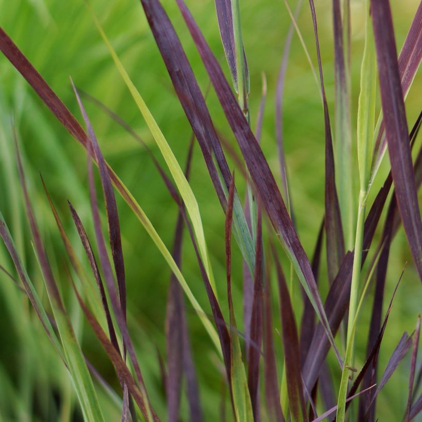Panicum virgatum Purple Breeze - Vingergras (Blad)
