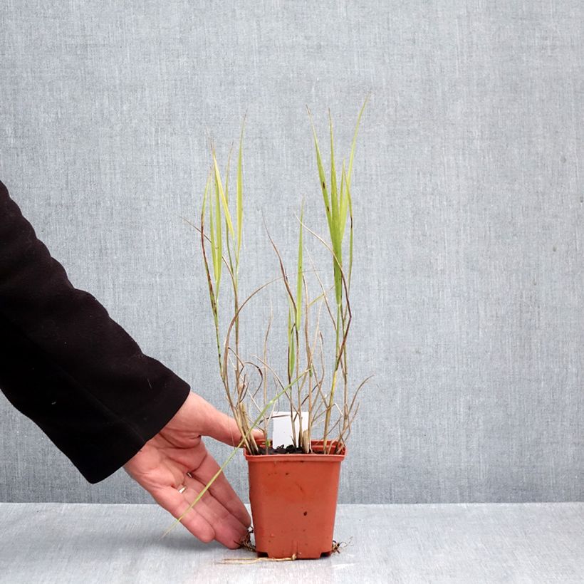 Exemplaar van Panicum virgatum Purple Breeze - Vingergras Kweekpotje van 8/9 cm zoals geleverd in de herfst