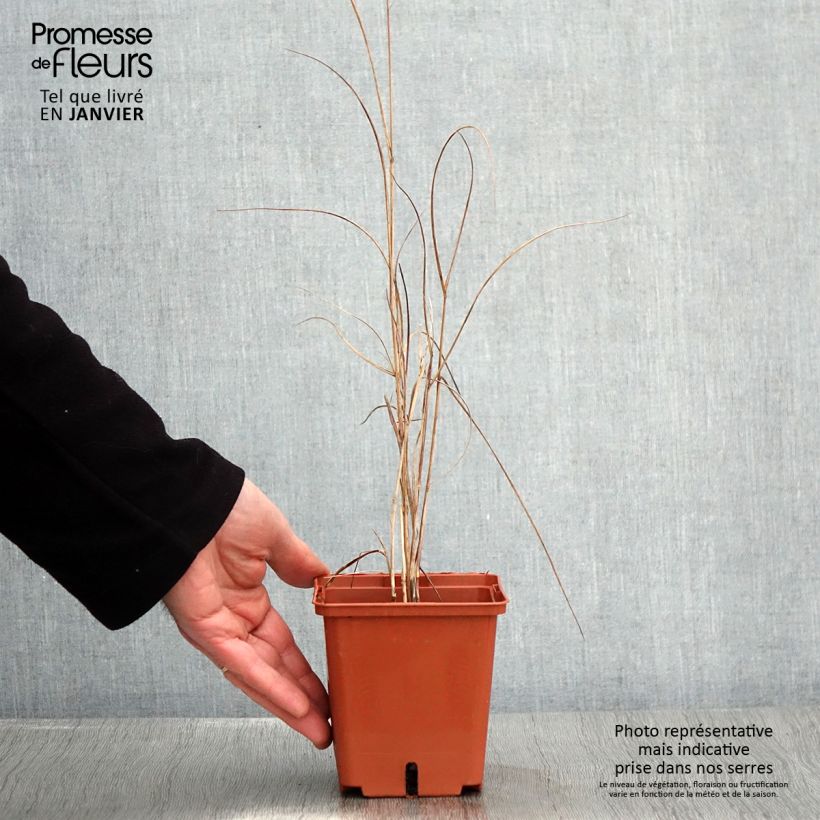 Exemplaar van Panicum virgatum Purple Breeze Pot de 3L/4L zoals geleverd in de winter
