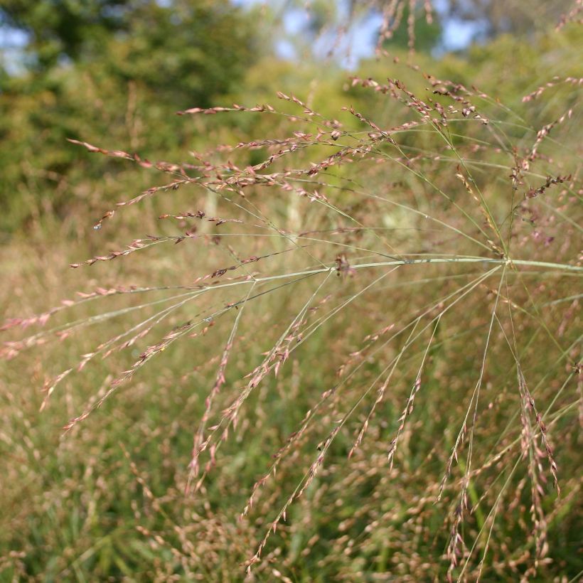 Panicum virgatum Rehbraun - Vingergras (Bloei)