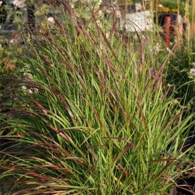 Panicum virgatum Rotstrahlbusch - Vingergras (Blad)