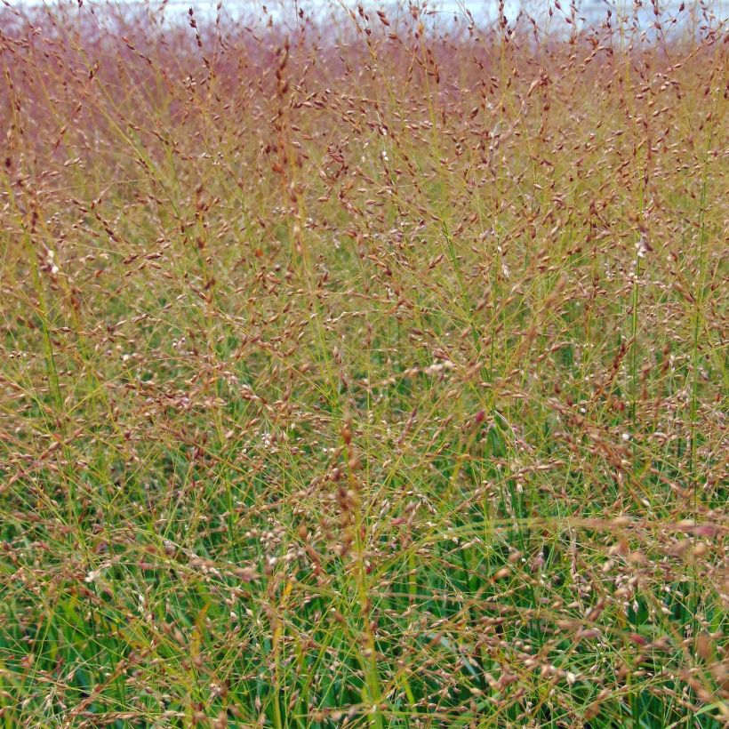 Panicum virgatum Rotstrahlbusch - Vingergras (Bloei)