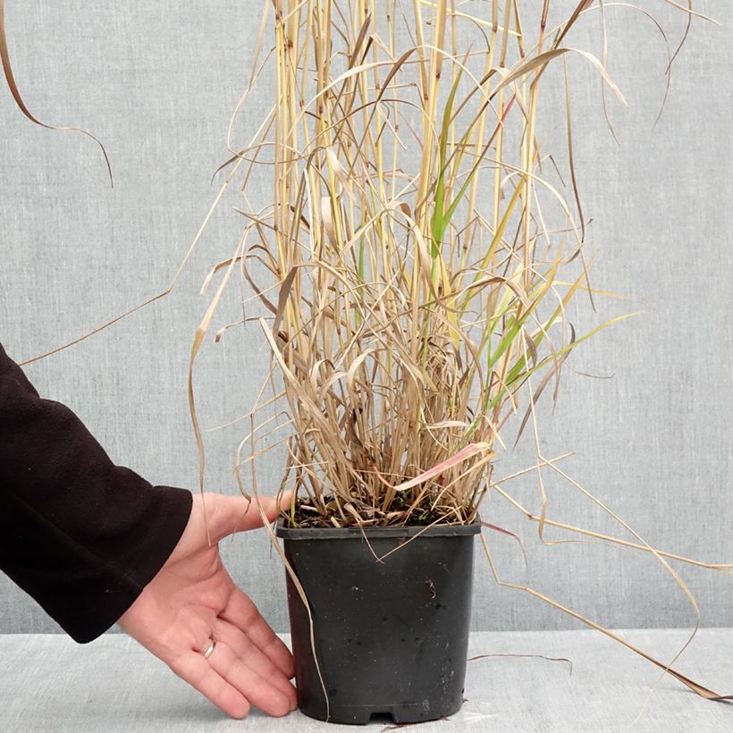 Exemplaar van Panicum virgatum Squaw - Vingergras Pot van 2 l/3 l zoals geleverd in de herfst