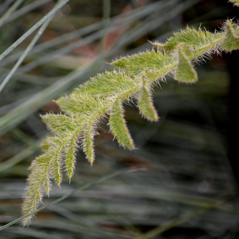 Papaver orientale Manhattan - Oosterse papaver (Blad)