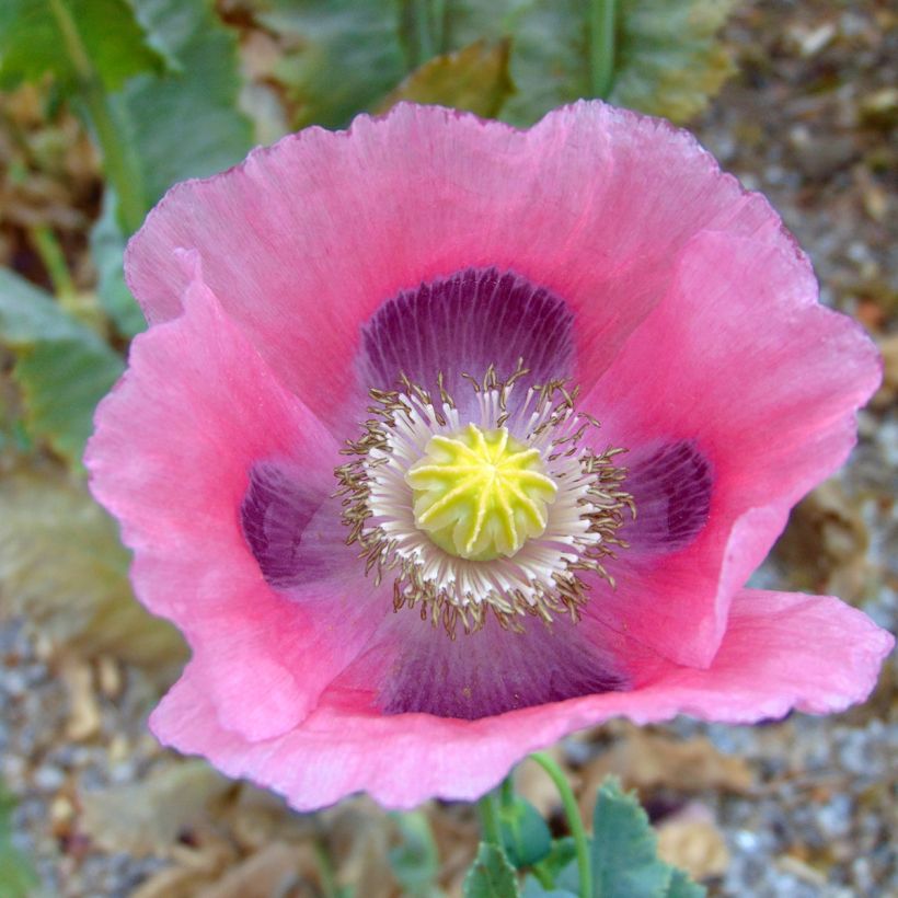 Slaapbol - Papaver somniferum (zaad) (Flowering)