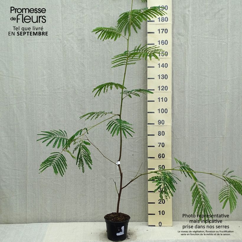 Exemplaar van Paraserianthes lophantha - Slaapboom Pot van 4 l/5 l zoals geleverd in de herfst