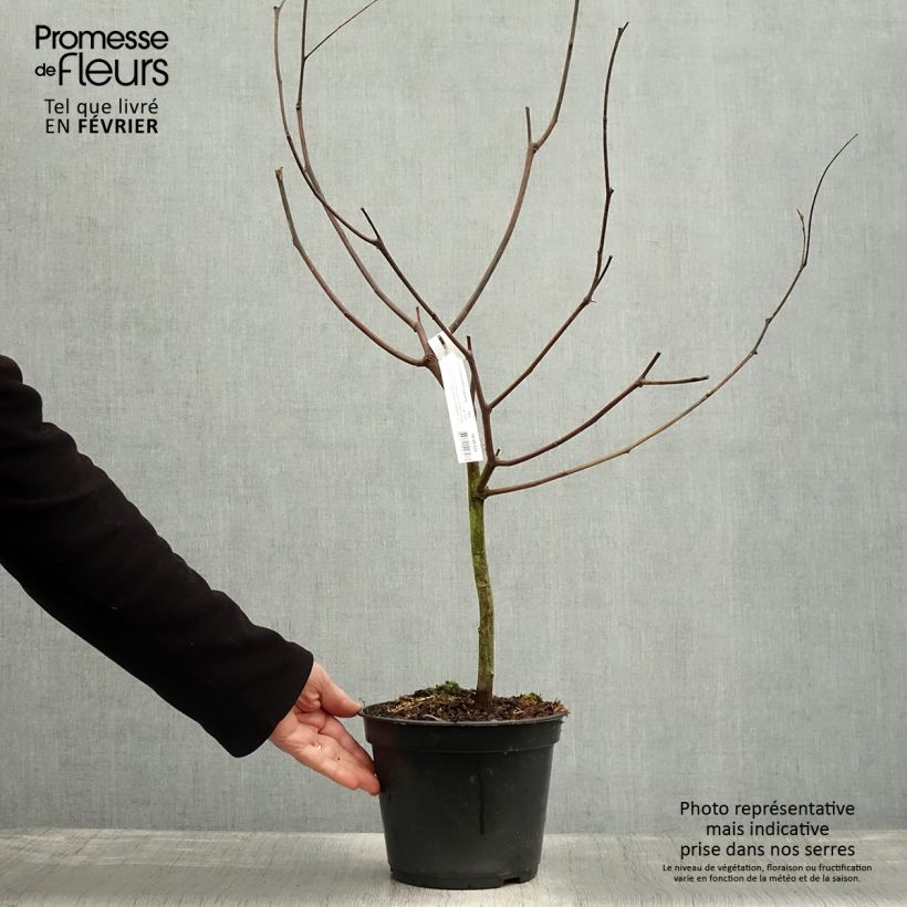Exemplaar van Paraserianthes lophantha - Slaapboom Pot van 4 l/5 l zoals geleverd in de winter