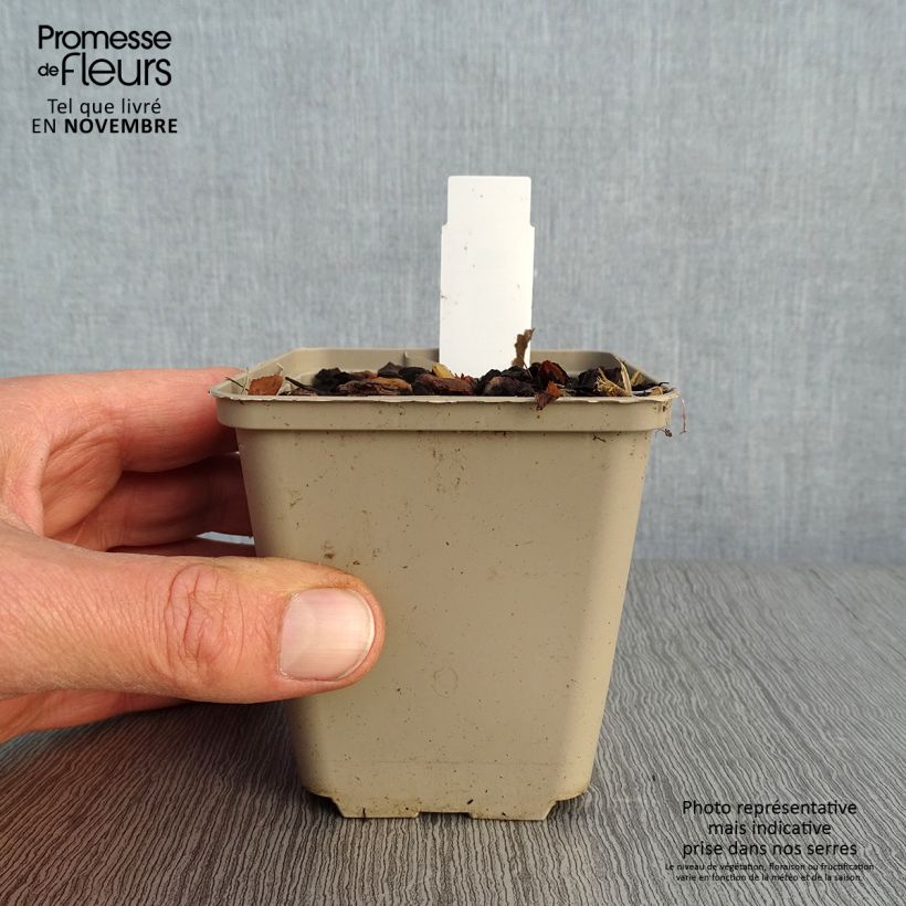 Exemplaar van Paris quadrifolia - Eenbes Kweekpotje van 8/9 cm zoals geleverd in de herfst