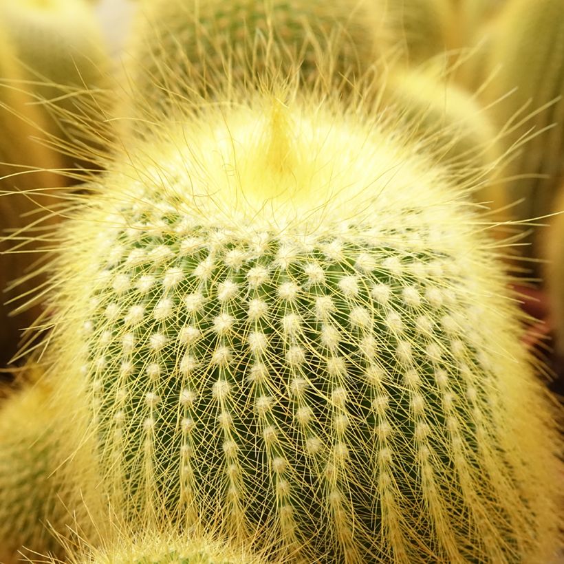 Parodia leninghausii - Gele bolcactus (Blad)