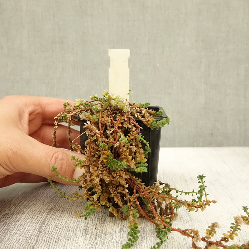 Exemplaar van Paronychia kapela subsp. serpyllifolia - Paronychia Kweekpotje van 8/9 cm zoals geleverd in de herfst