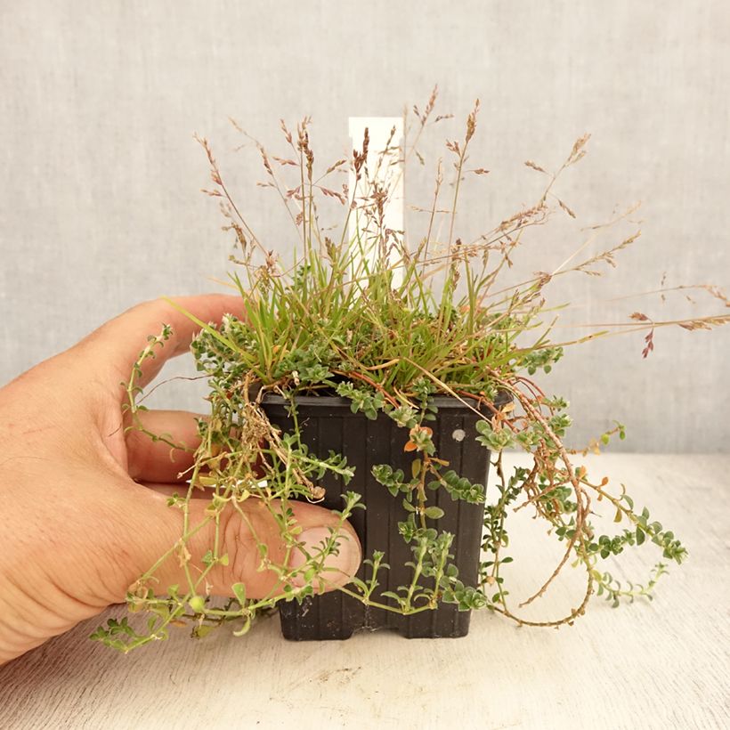 Exemplaar van Paronychia kapela subsp. serpyllifolia - Paronychia Kweekpotje van 8/9 cm zoals geleverd in de zomer