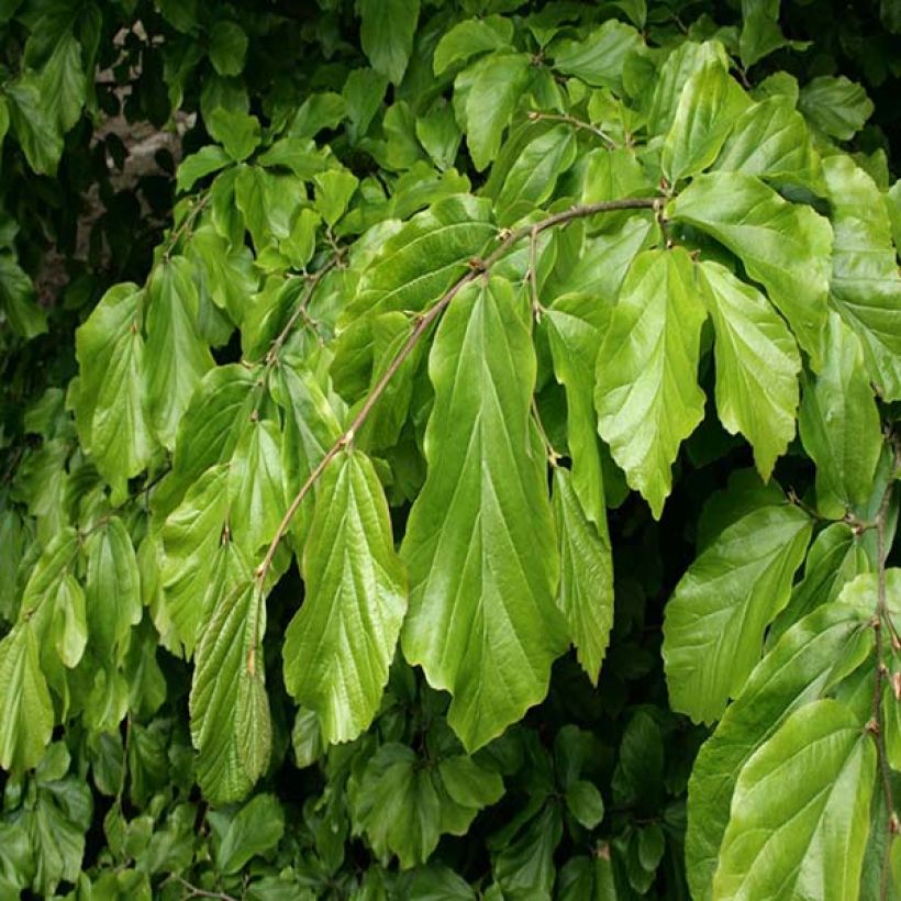 Parrotia persica - Perzisch IJzerhout (Foliage)