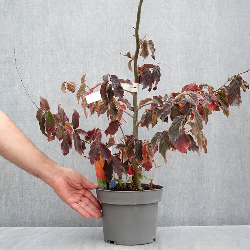 Exemplaar van Parrotia persica Burgundy - Perzisch IJzerhout Pot van 4 l/5 l zoals geleverd in de herfst