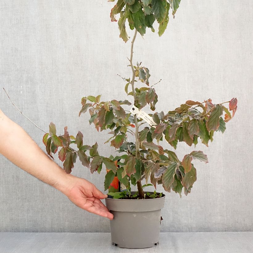 Exemplaar van Parrotia persica Burgundy - Perzisch IJzerhout Pot van 4 l/5 l zoals geleverd in de zomer