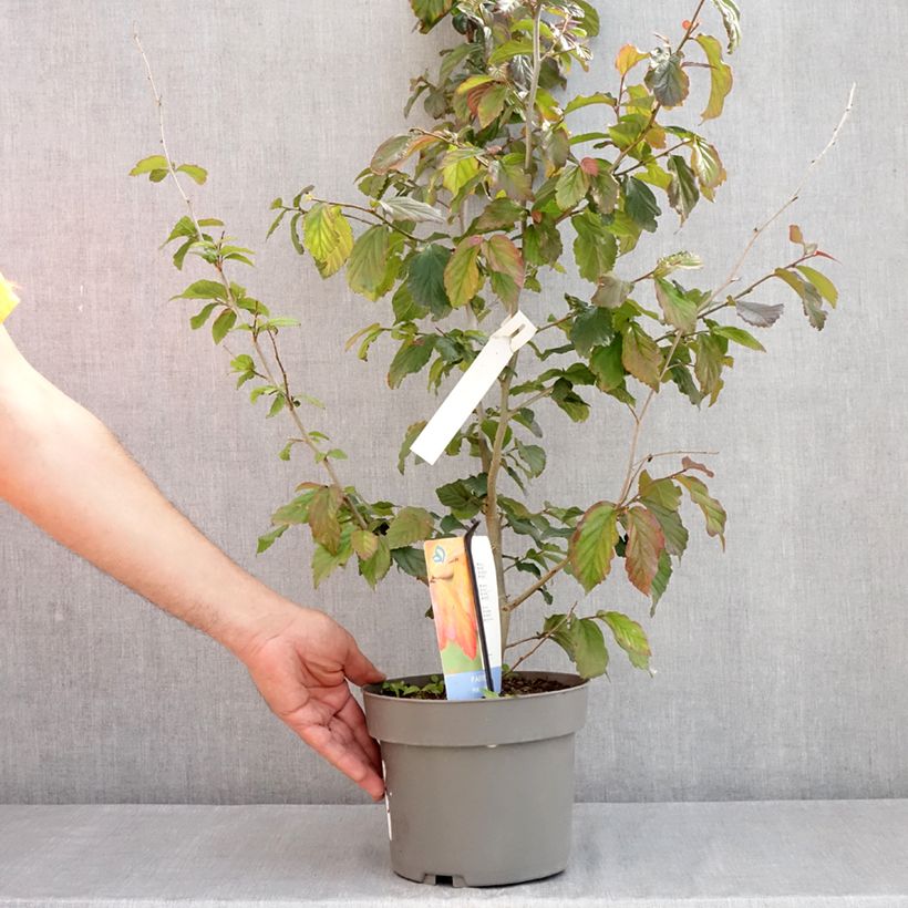 Example of Parrotia persica Burgundy - Perzisch IJzerhout Pot van 4 l/5 l as you get in printemps