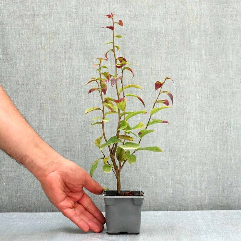 Exemplaar van Parrotia persica Persian Spire - Perzisch IJzerhout Kweekpotje van 8/9 cm zoals geleverd in de zomer