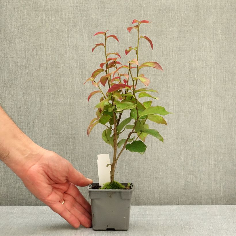 Exemplaar van Parrotia persica Persian Spire - Perzisch IJzerhout Kweekpotje van 8/9 cm zoals geleverd in de lente