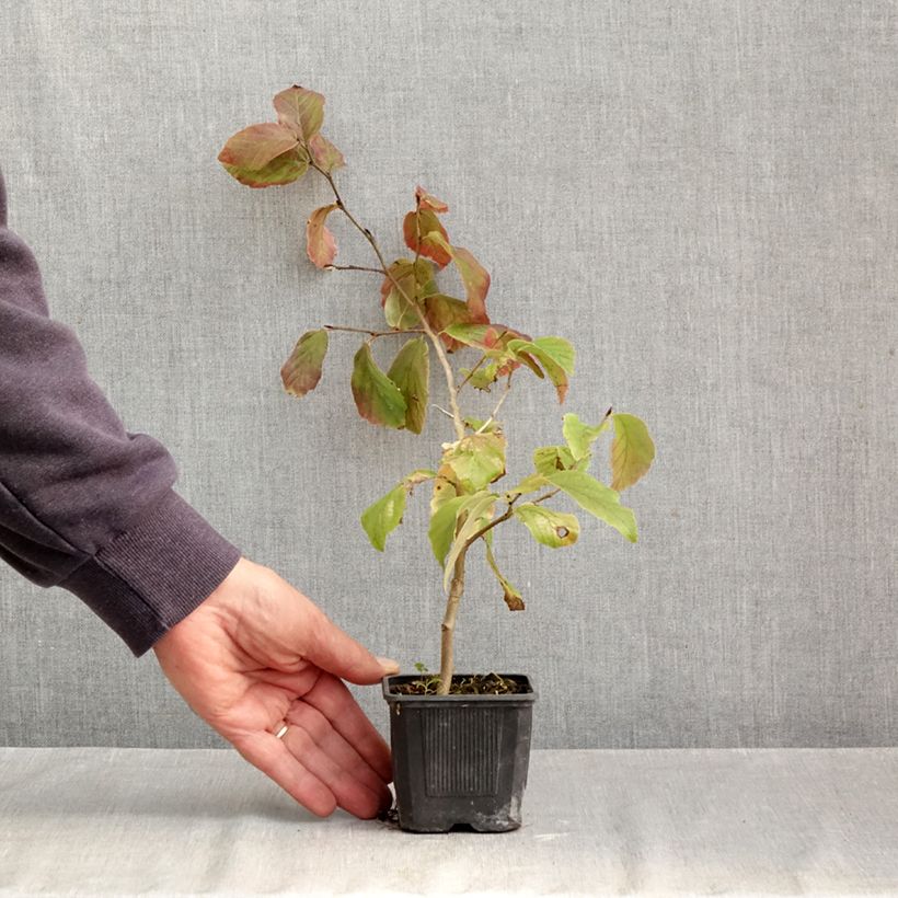 Exemplaar van Parrotia persica Vanessa - Perzisch IJzerhout Kweekpotje van 8/9 cm zoals geleverd in de herfst