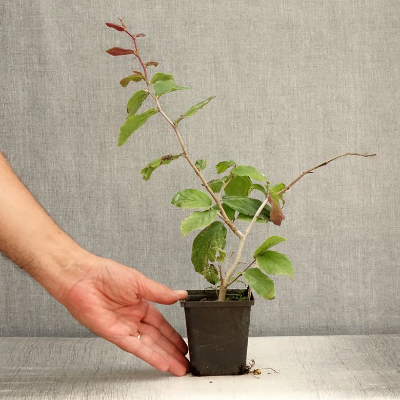Exemplaar van Parrotia persica Vanessa - Perzisch IJzerhout Kweekpotje van 8/9 cm zoals geleverd in de zomer