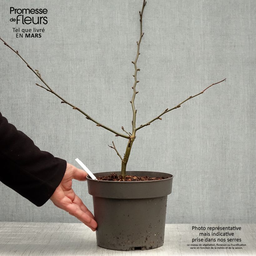 Exemplaar van Parrotia persica Vanessa - Perzisch IJzerhout Pot van 4 l/5 l zoals geleverd in de lente