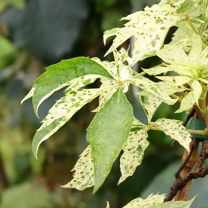 Parthenocissus quinquefolia Star Shower - Wilde wingerd (Blad)